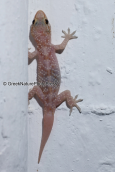 Mediterranean house gecko (Hemidactylus turcicus)