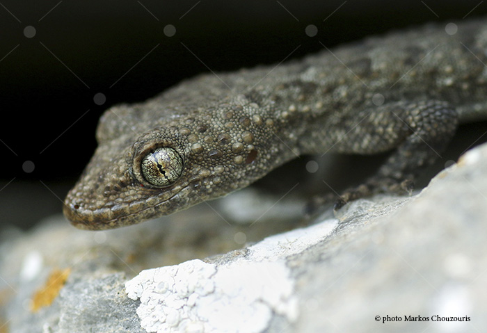 Kotschy's gecko (Mediodactylus kotschyi) at Evia island