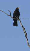 Blackbird (Turdus merula) at Tritsis park (Attica
